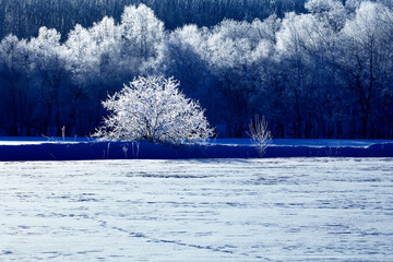 凍て付いた朝の樹氷（更別村）