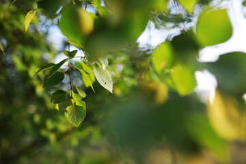 Spring nature background. Greenery of trees and grasses on a sunny spring morning. Forest landscape.