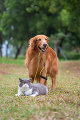 Golden Retriever leads British Shorthair cat on leash