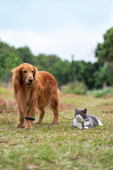 Golden Retriever leads British Shorthair cat on leash