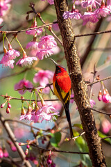 Mrs. Gould’s Sunbird or Blue-throated Sunbird with Himalayan Cherry flower or Prunus cerasoides flower of Sakura Thai blossoms at Fang District, Chiang Mai, Thailand - 571114168