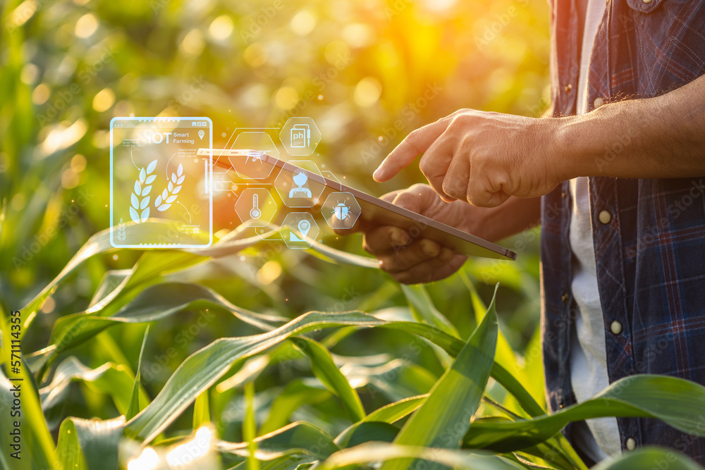 Canvas Prints farmer using digital tablet in corn crop cultivated field with smart farming interface icons and lig