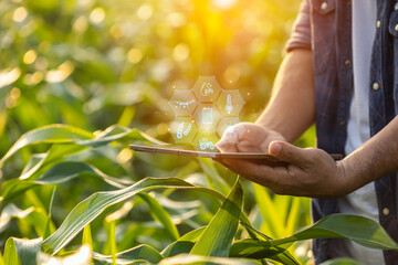 Farmer using digital tablet in corn crop cultivated field with smart farming interface icons and...