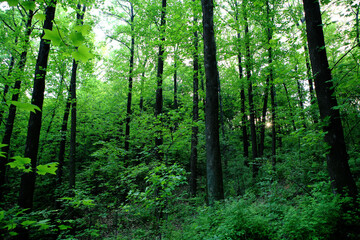 a green forest