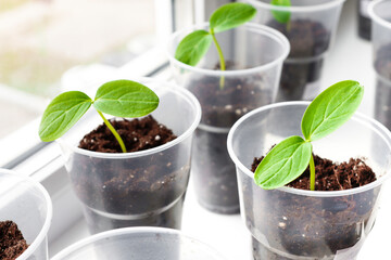 Young cucumber sprouts grown in pots indoors close-up. Organic vegetables, gardening as a hobby.