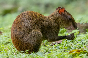 Ein Aguti frisst auf den Hinterbeinen sitzend in der Seitenansicht