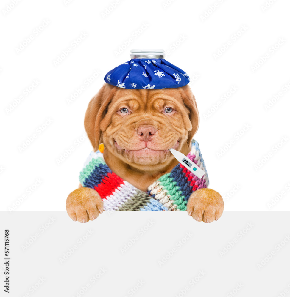 Poster smiling sick puppy with ice bag on his head holds thermometer in it mouth above empty white banner. 