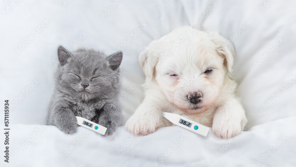 Poster sick kitten and bichon frise puppy sleep with lying with thermometer on a bed at home. top down view