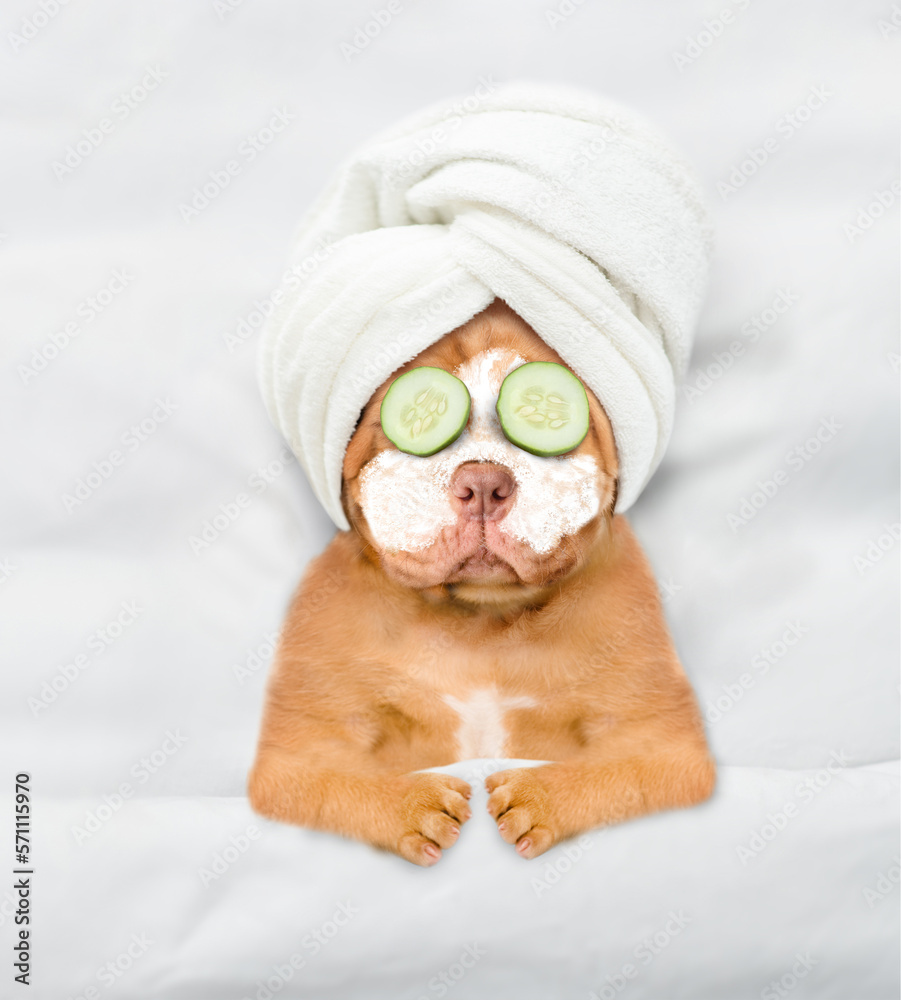 Poster funny mastiff puppy with towel on his head, with cream on his face and with a piece of cucumber on h