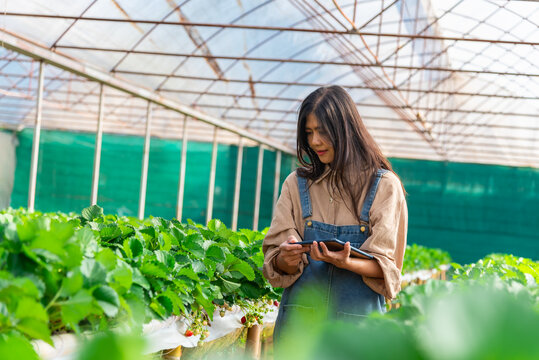 Woman modern farmer working in strawberry greenhouse, happy woman with tablet in farm, business  agriculture and technology concept.