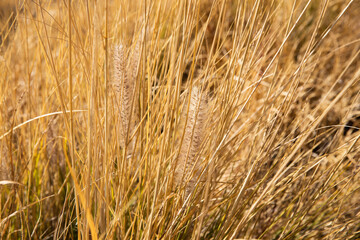 Golden wheat ears in a yellow field full of grass