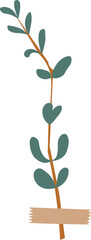 Plant Illustration