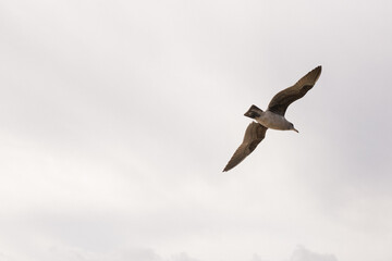 seagull in flight
