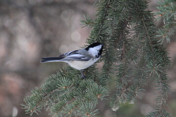 bird on a branch, Fort Edmonton Park, Edmonton, Alberta