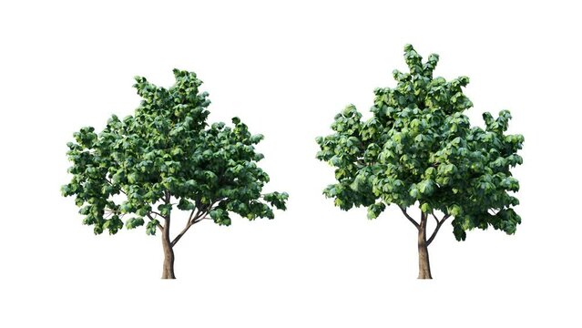 Growing trees on white background.3D animation growth grow from small to large, Aesculus trees animate in the wind include alpha channel tree. Separated with alpha channels