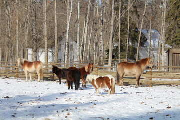 Winter Pasture, Fort Edmonton Park, Edmonton, Alberta