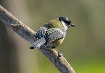 a woodpecker