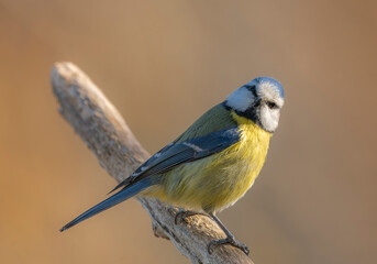 spotted woodpecker