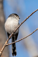 sparrow on a branch