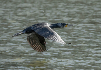 great crested grebe