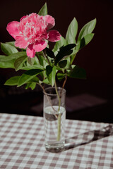 Beautiful peony flower on pink color in transparent Glass of water. Fresh cut flowers green leaf for decoration home. Delivery flower