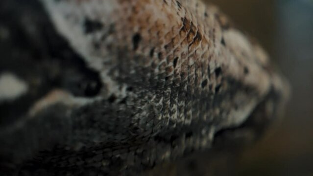 Macro Shot Of A Boa Snake's Scales.