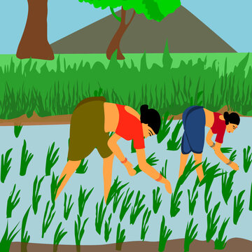 Vector of Indian Female farmers working in paddy field, tradtional agriculture concept.
