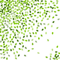 Lime Leaves Fresh Vector Brochure. Swirl Foliage