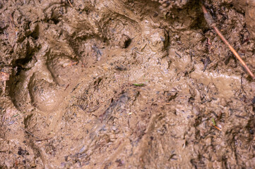 brown bear footprint imprinted in the mud in Romania in Muntii Ciucas
