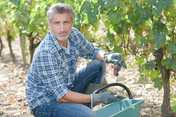 winemaker man harvesting grapes in the vineyard