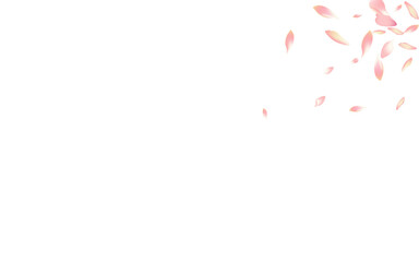 Color Lotus Petal Vector White Background. Pink
