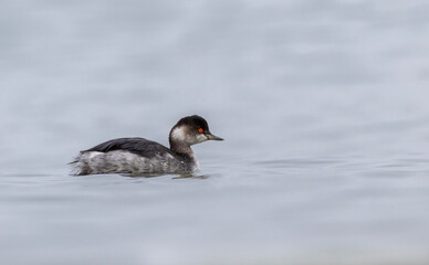 water bird looking for food to feed in the sea, Little Grebe, Tachybaptus ruficollis