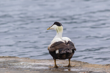 large water bird ducklings, Common Eider, Somateria mollissima	