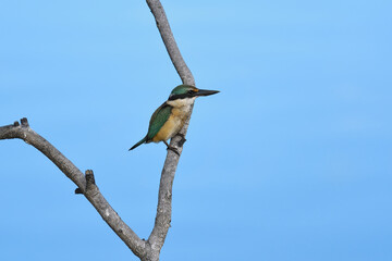 Australian immature Sacred Kingfisher -Todiramphus sanctus- perched tree branch blue tidal river early morning overcast light