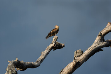Wide shot Australian adult Whistling Kite -Haliastur sphenurus- perched old tree dark stormy sky looking for prey 