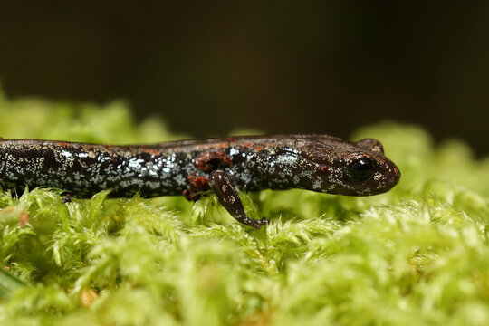 Closeup on the rare and endangered Oregon slender salamander, Batrachoseps wrighti from Columbia river