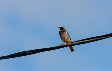 little bird on the wire looking around, Black Redstart, Phoenicurus ochruros