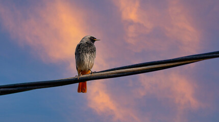 little bird on the wire looking around, Black Redstart, Phoenicurus ochruros