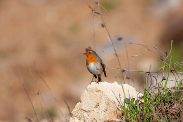 cute little bird with red breast, Kizilgerdan, European Robin, Erithacus rubecula