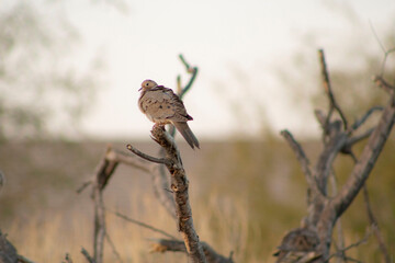Paloma Blanca en el Desierto de Arizona