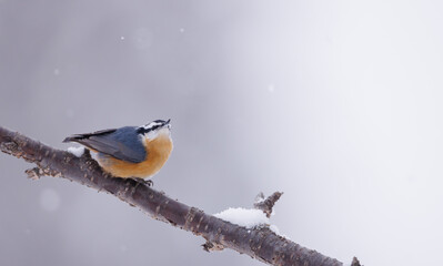 A red breasted buthatch on a branch in winter