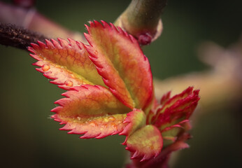 Fototapeta premium macro of a red and yellow bud on a branch in spring