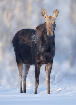 A vertical image of a cow moose on a winter morning