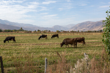 Cows are in a pasture against the backdrop of mountains, Kyrgyzstan