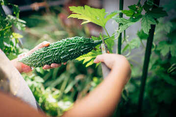 Young asian girl picking home grown bitter melon from vegetable garden