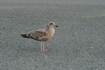 A closeup on a dark colored juvenile Western gull, Larus occidentalis, on a road in North California
