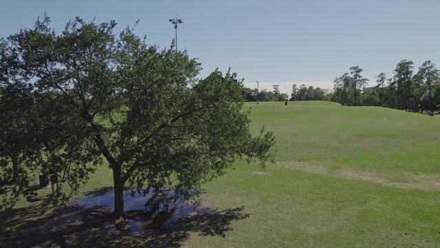 Aerial - Reveal of Hermann Park behind a tree on a sunny day