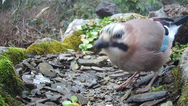 Eichelh&auml;her (Garrulus glandarius)  