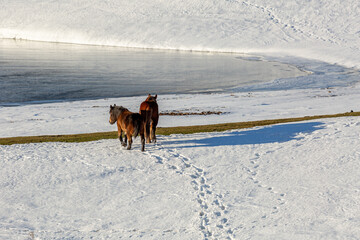 Brown horses walking on the snow on the shore of the Casares de Arbas Reservoir, León, Spain.