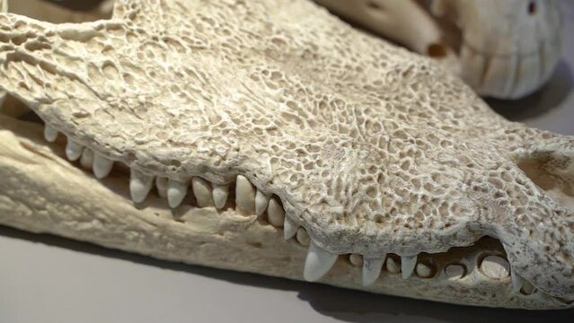 Reptile. Skull of a crocodile. Close-up.